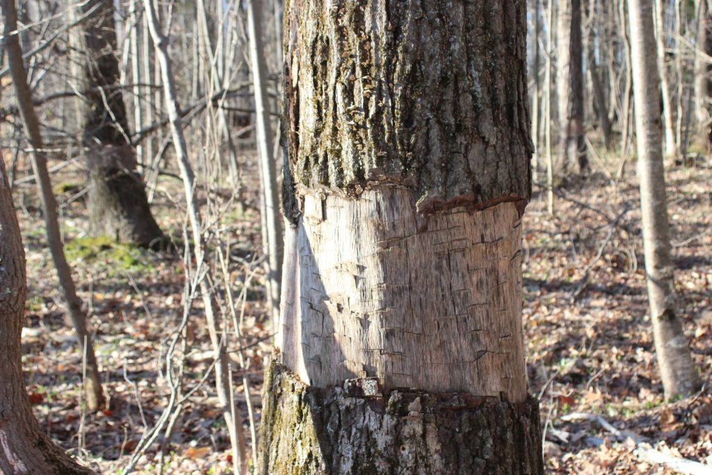 Girdling of a mature oak in an edge feathering treatment 