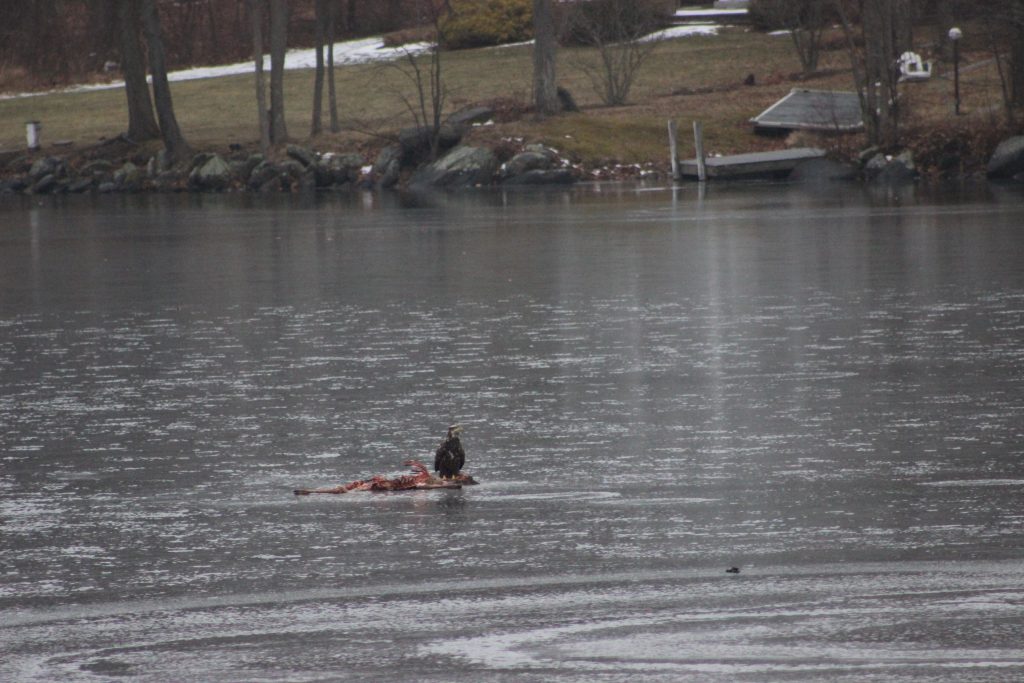 BALD EAGLES back for WINTER