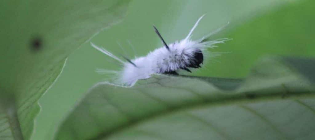 CAREFUL with this CONSPICUOUS CATERPILLAR