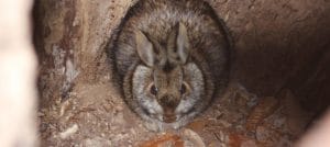 Cottontail species hunkered down in a hollow tree