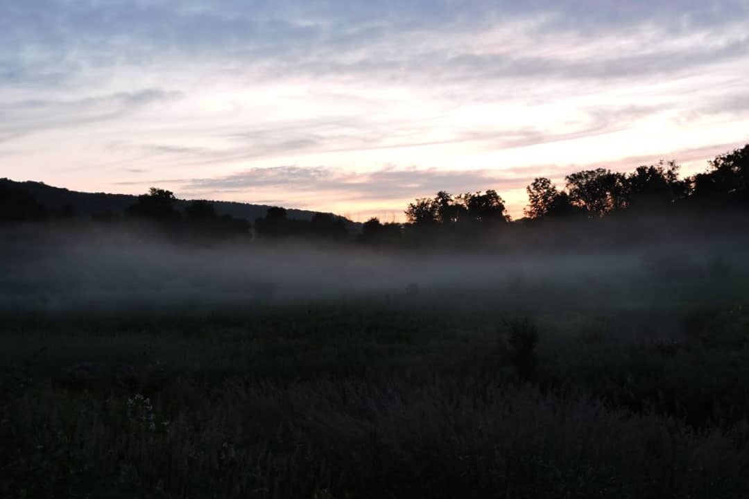 Calling Marsh Birds 