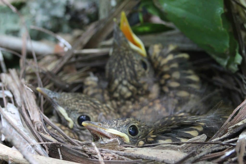 FUZZY HEADS and FLAPPY WINGS…FLEDGING SEASON is in FULL SWING