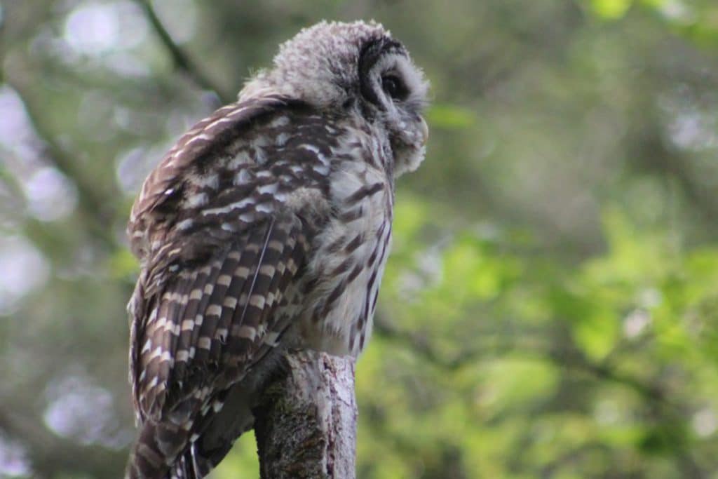 FUZZY HEADS and FLAPPY WINGS…FLEDGING SEASON is in FULL SWING