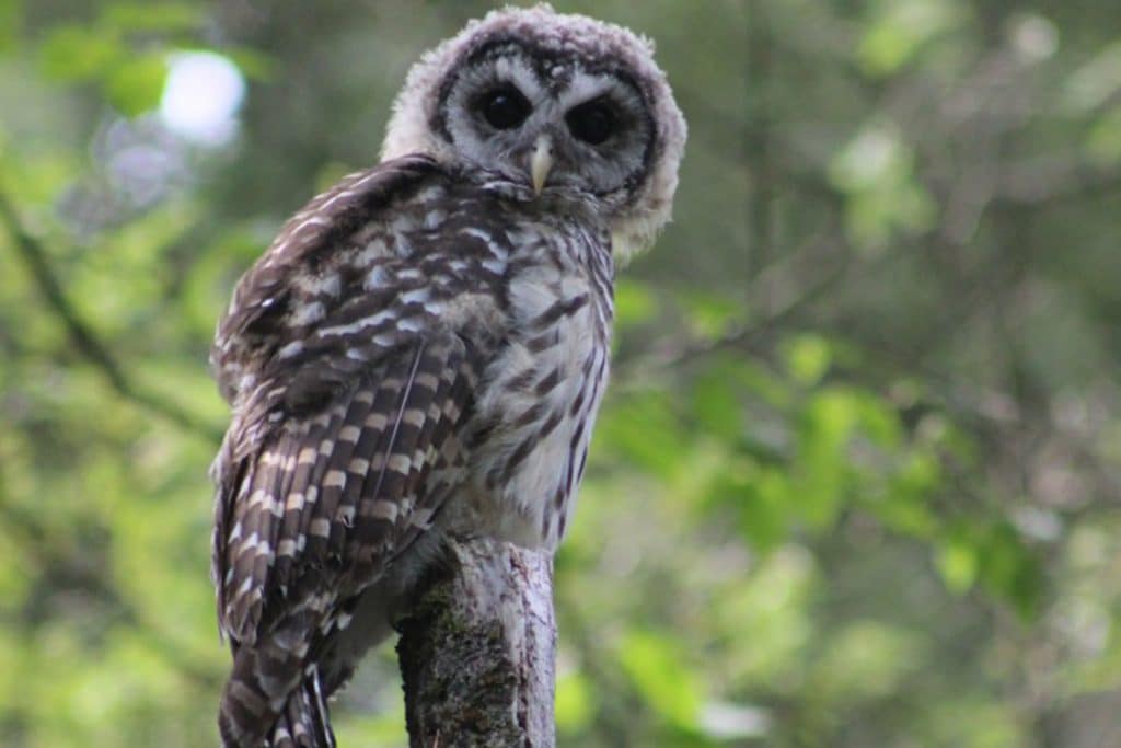 FUZZY HEADS and FLAPPY WINGS…FLEDGING SEASON is in FULL SWING