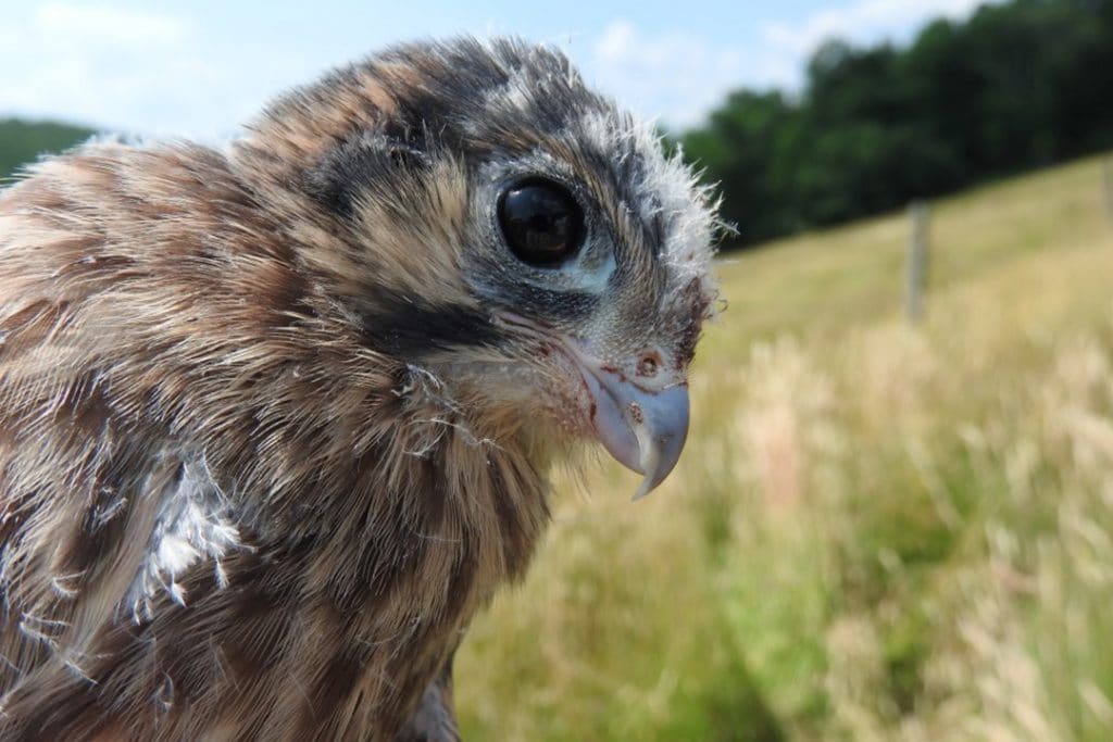 AMERICAN KESTREL BANDING