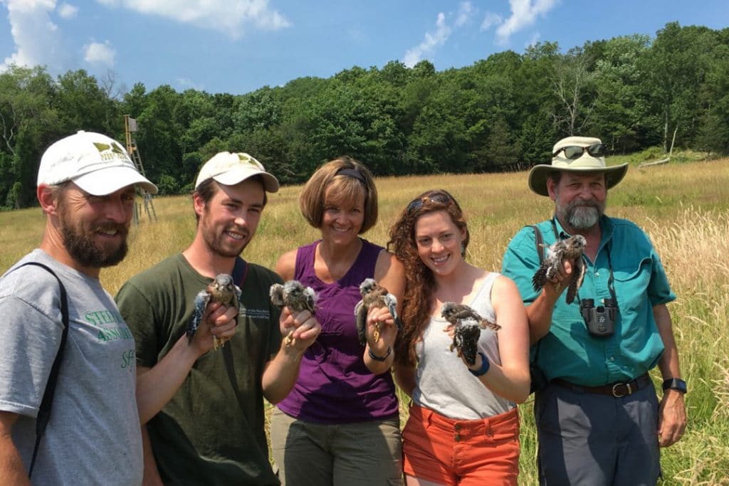 AMERICAN KESTREL BANDING