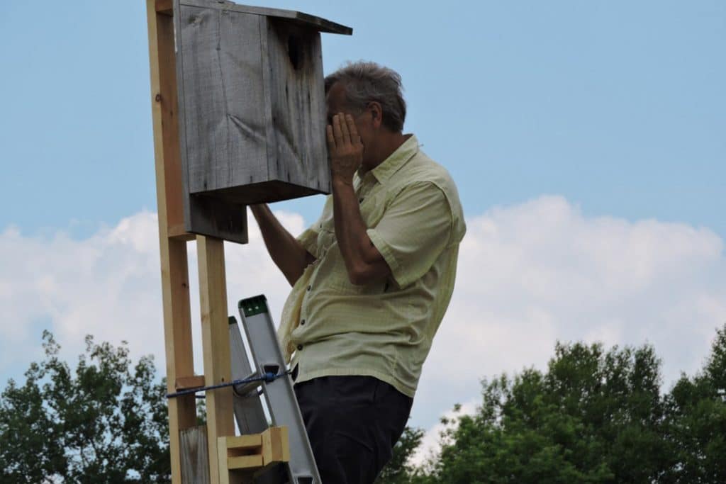 AMERICAN KESTREL BANDING