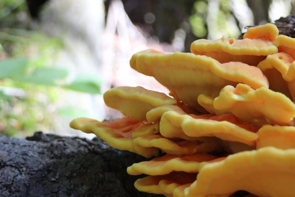 Sulphur shelf (Laetiporus sulphureus) Note: This species is also known as “chicken of the woods”