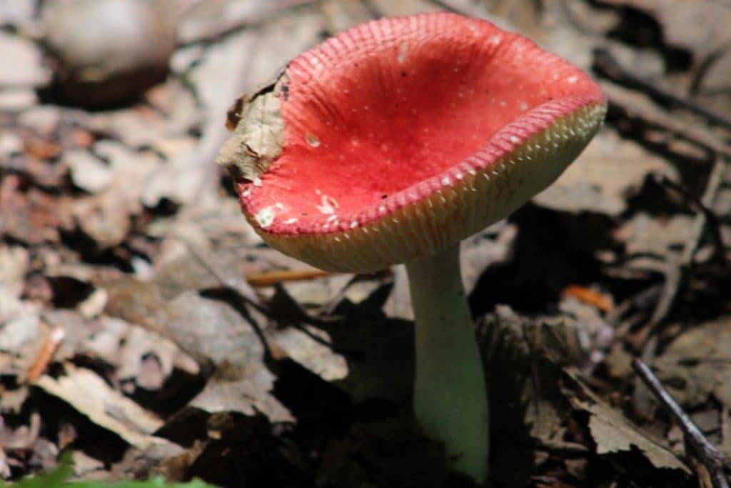 Emetic russula (Russula emetic)