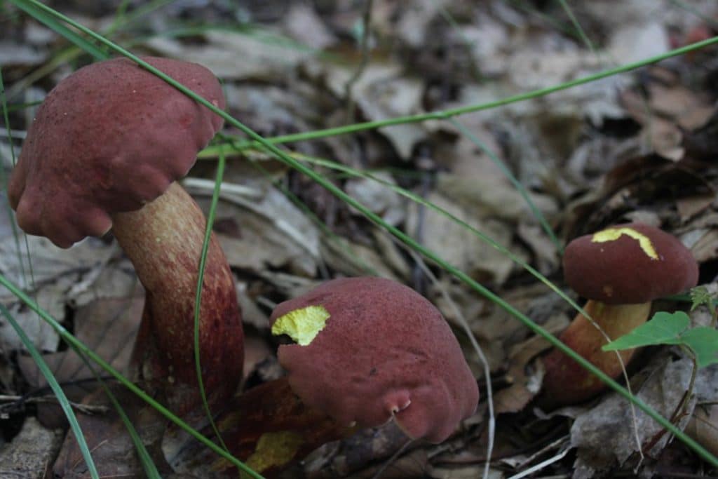 Two-colored bolete (Baorangia bicolor)     Note: A small mammal’s eyes were bigger than its stomach.
