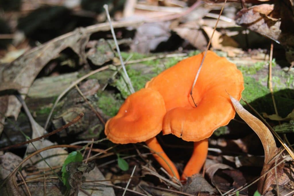 Cinnabar-red chanterelle (Cantharellus cinnaba