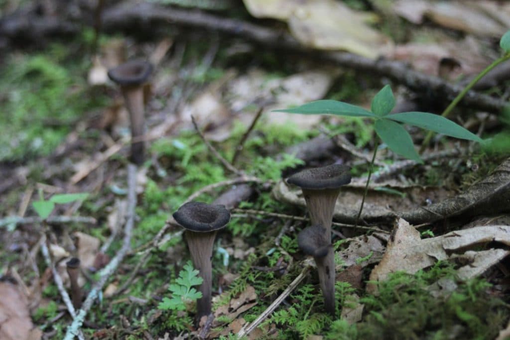 Black trumpet (Craterellus cornucopioides)     Note: This species is associated with beech trees and moss.
