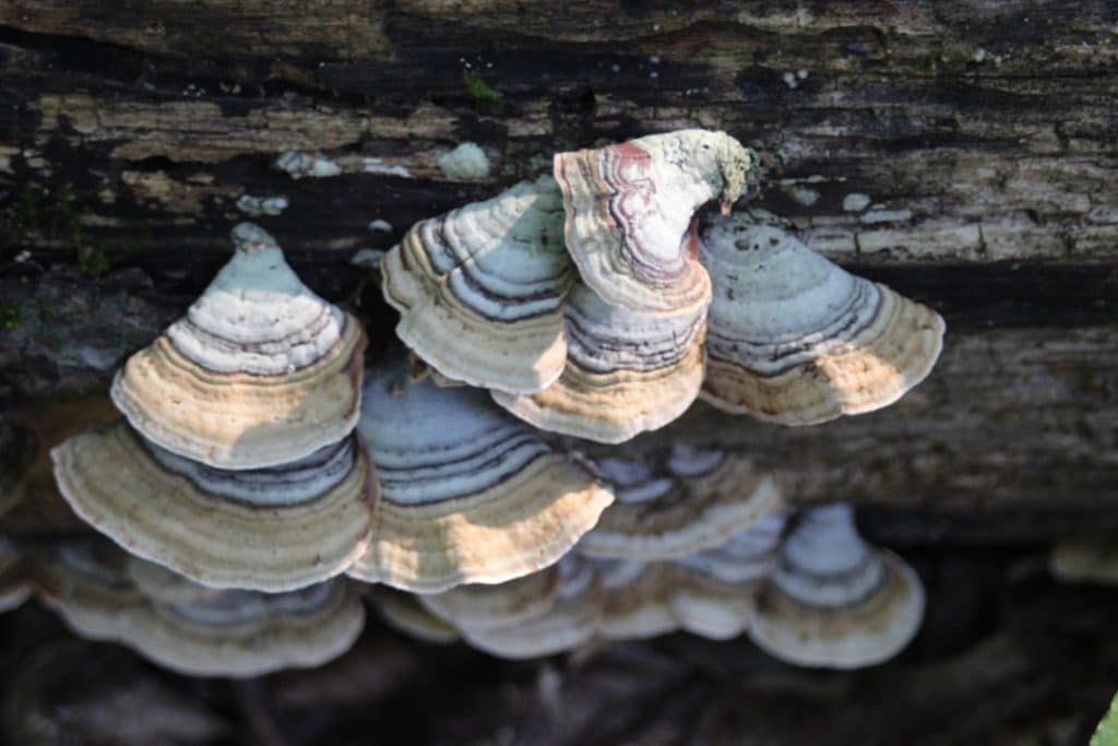 MYRIAD of MUSHROOMS