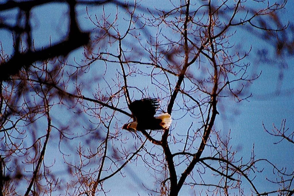 A wintering adult bald eagle (Haliaeetus leucocephalus) in the Shepaug River valley     Note: This bird went undetected until in close proximity, which should be avoided.