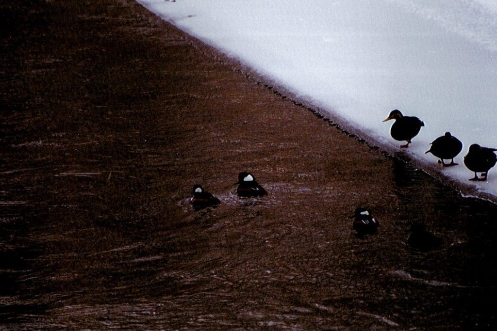 Hooded mergansers (Lophodytes cucullatus) and American black ducks (Anas rubripes) on an open section of the Shepaug River