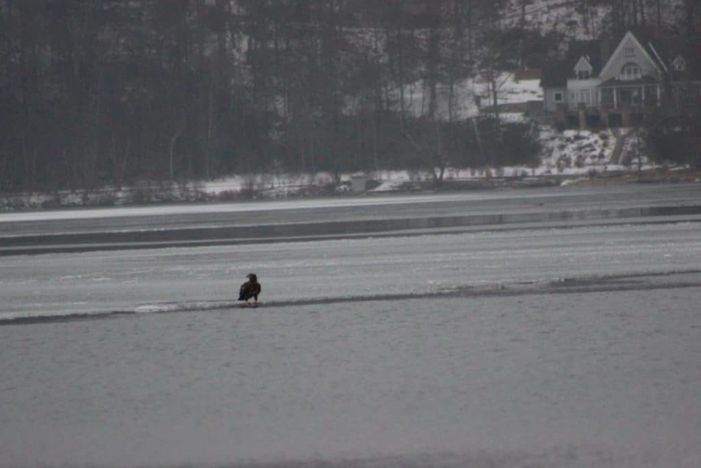 BALD EAGLES back for WINTER