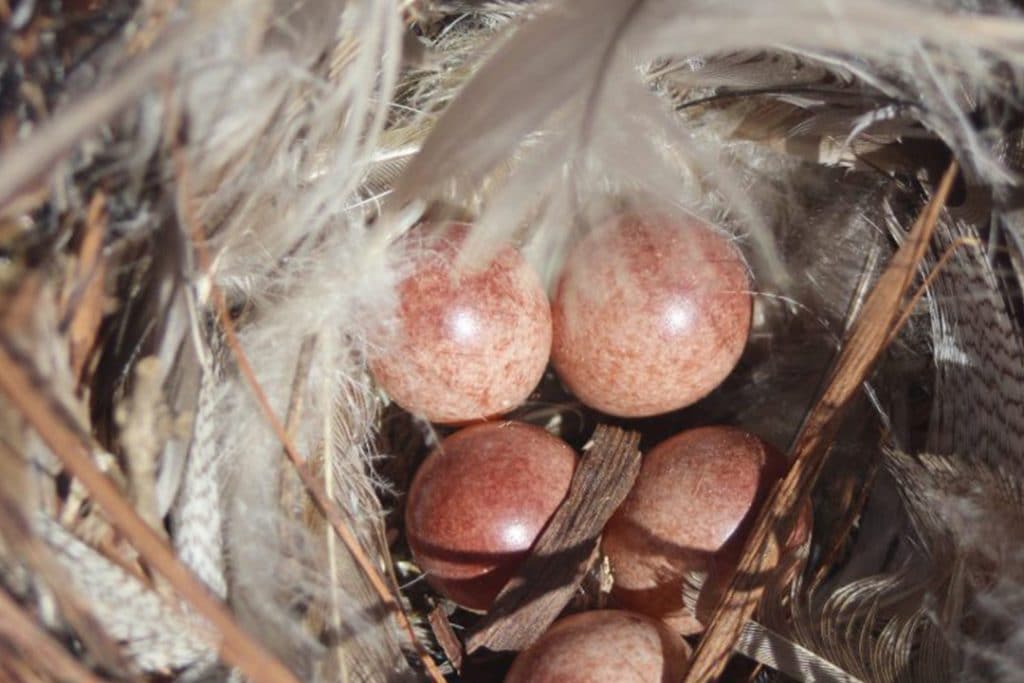 House wren (Troglodytes aedon) nest constructed on top of a likely bluebird nest    Note: House wrens are extremely territorial.  They will destroy the eggs and nests of competitors.