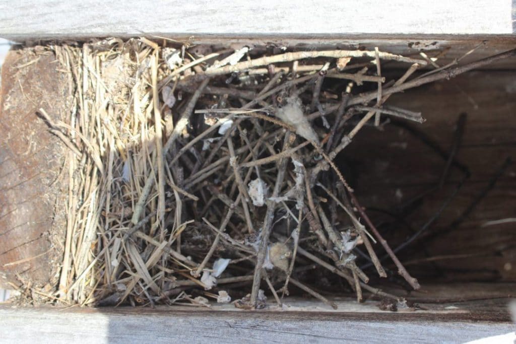 Tree swallow nest with sign of overwinter use     Note: One dead TRES fledgling was revealed after removing cottony milkweed seed floss brought in by a mouse.