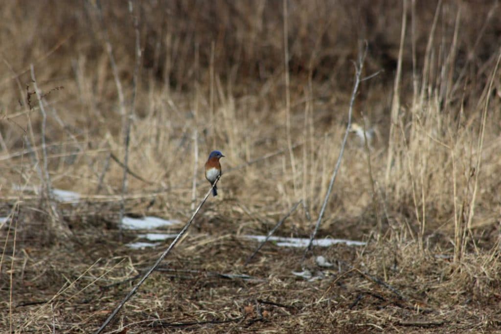 Tree swallow beside the boardwalk at Macricostas Preserve