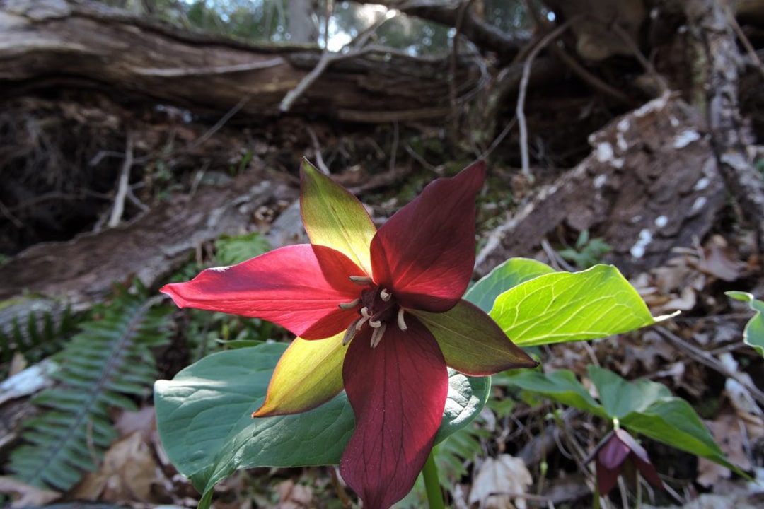 WONDROUS WILDFLOWERS in the HIDDEN VALLEY