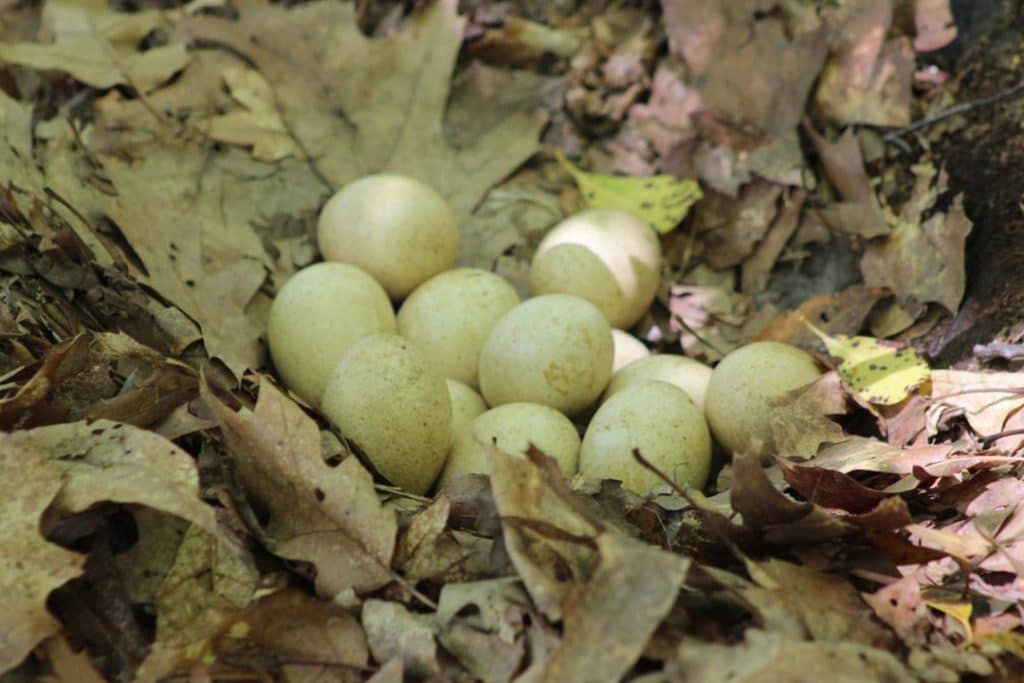 HEART-HALTING HENS