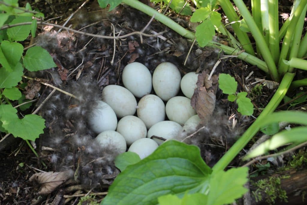 HEART-HALTING HENS