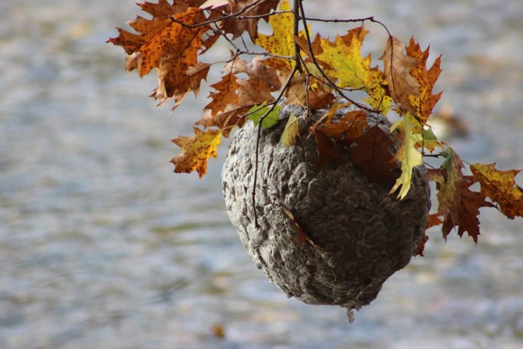 Bald-faced hornet (Dolichovespula maculata) nest suspended above the Shepaug River