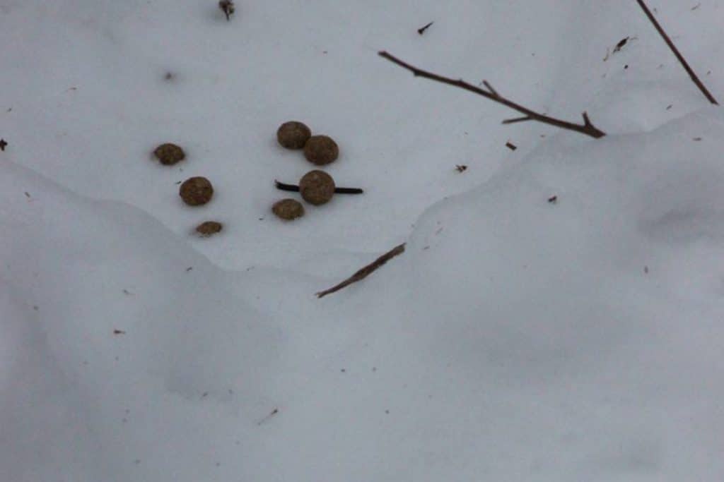 Pellet piles left in depressions from a resting cottontail.