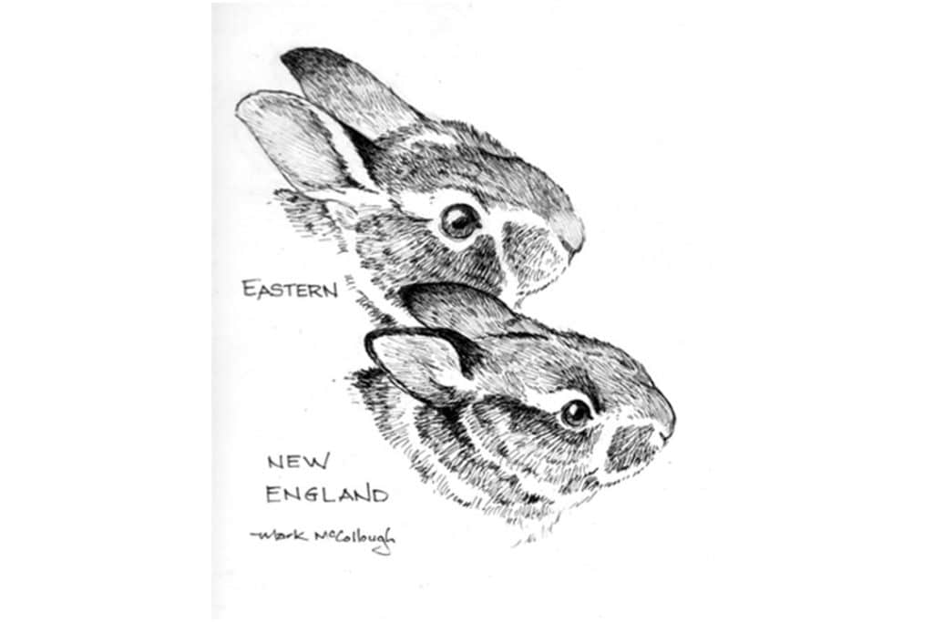 Cottontail species comparison   