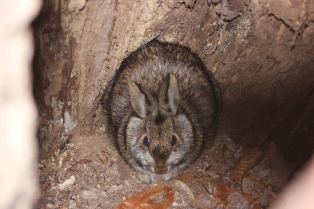 Cottontail species hunkered down in a hollow tree