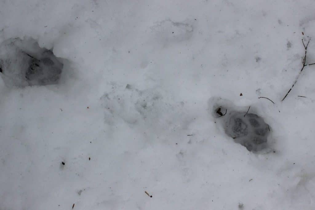 Bobcat (Lynx rufus) tracks in snow depicting a walking gait