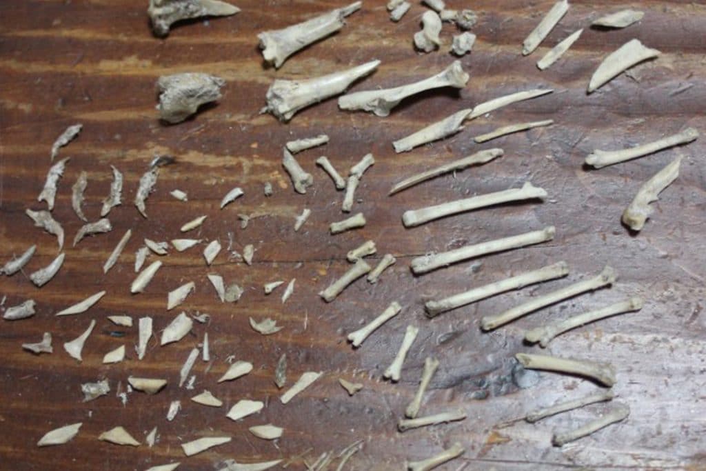 Ohio Birds and Biodiversity: Owl pellet, dissected