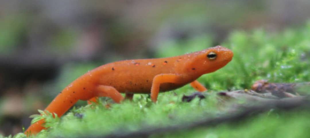 RED EFTS on the MOVE