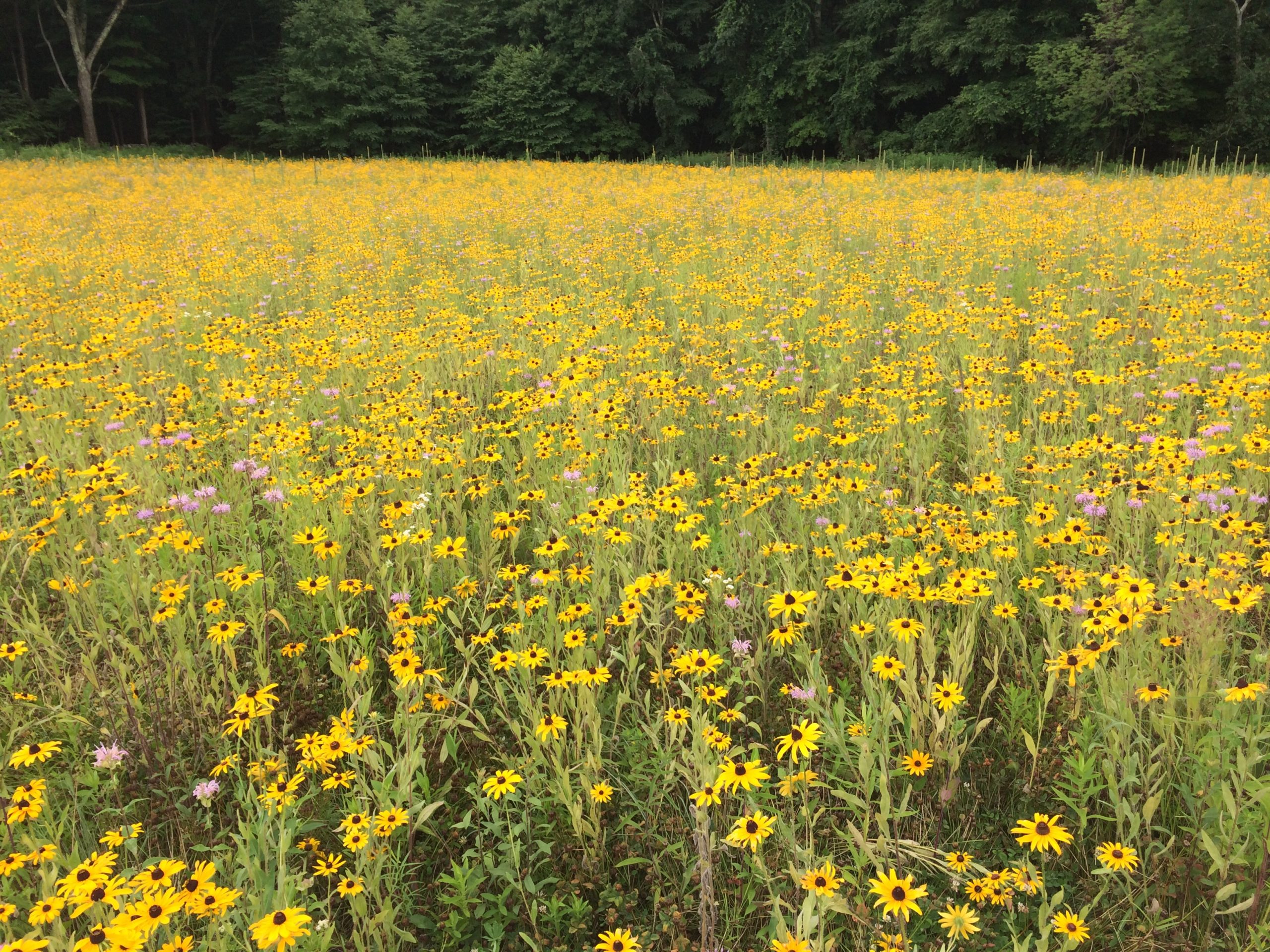 Summer Saunters with SRA: Bronson Field Pollinator Meadow, Sabbaday Lane