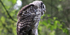 barred owl fledgeling
