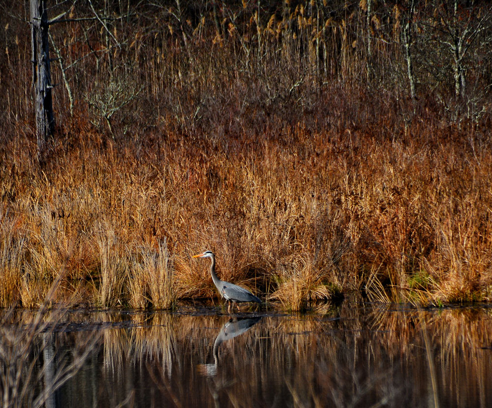 Heron-in-Meeker-Swamp-CREDIT-Ron-Crowcroft