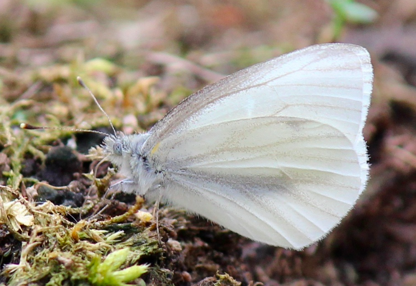 West Virginia White